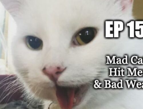 Ep152: Mad Cats, Hit Men, & Bad Weather